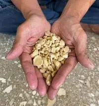 Candlenut (Slice / Broken Pieces)