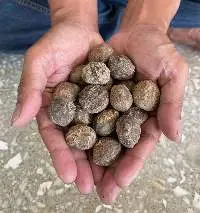 Candlenut (Whole / Natural Skins)