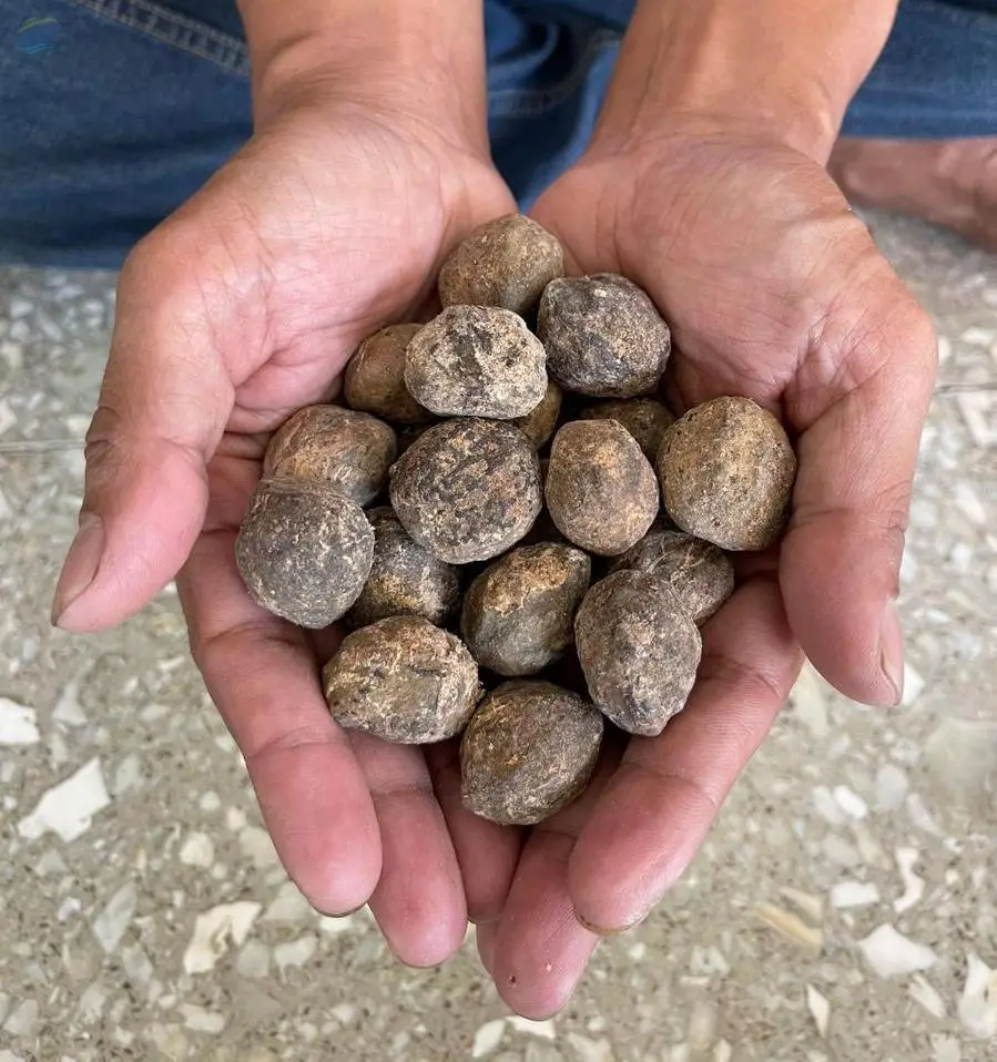 Candlenut (Whole / Natural Skins)