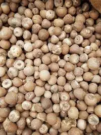 Betel Nut (Betel Nuts Whole / Round)