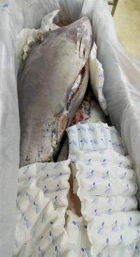 Fresh & Frozen Tuna