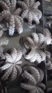 Octopus and squid