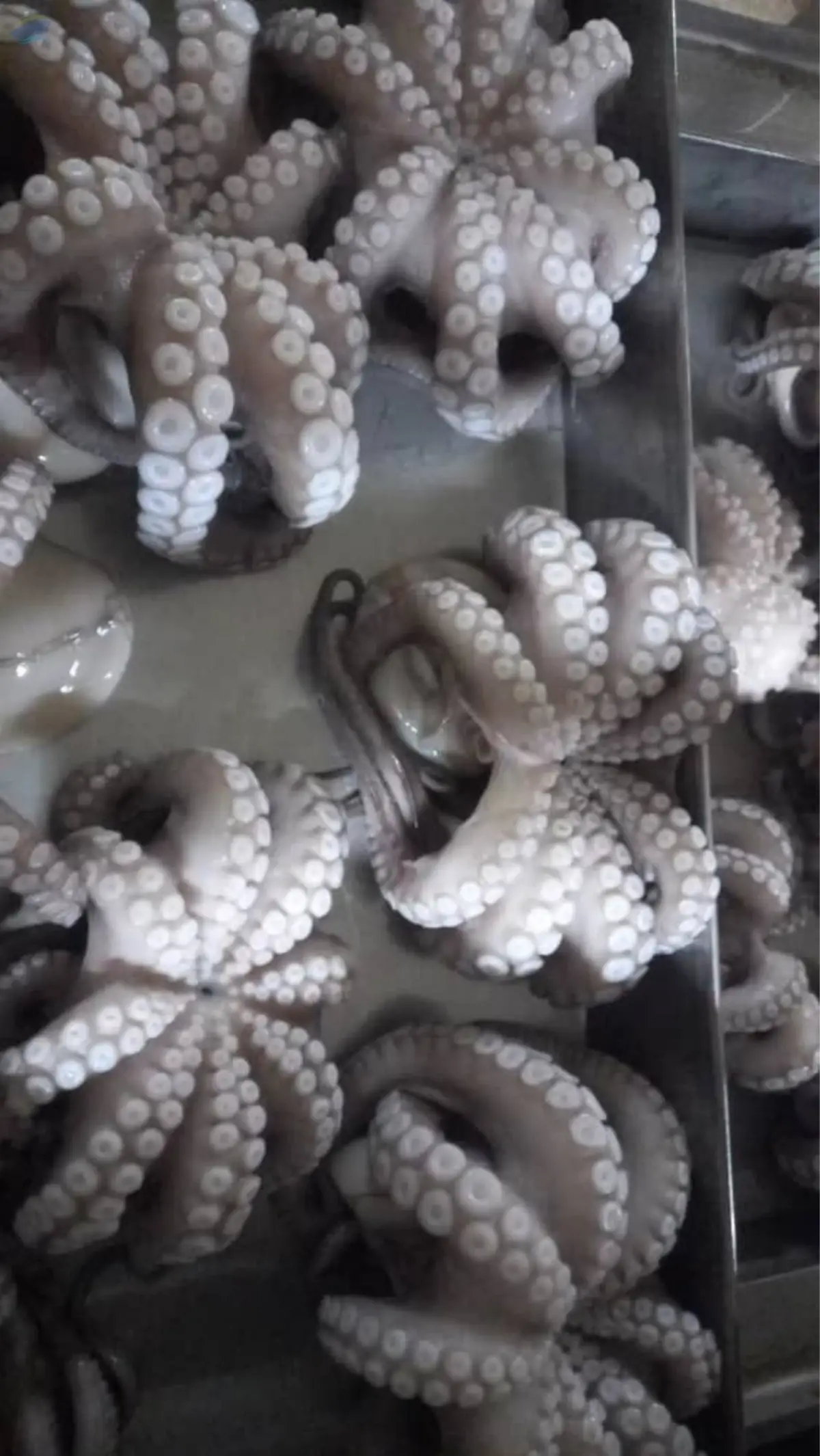 Octopus and squid