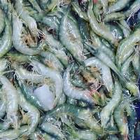 Shrimp