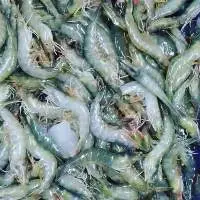 Shrimp