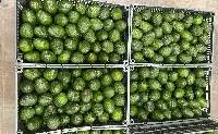 Hass Avocado