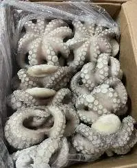 Octopus Fresh and Frozen