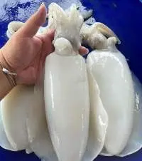 Squid and CuttleFish / Calamar Chocco