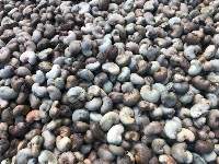 Cashew nut