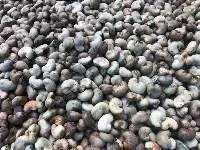 Cashew nut