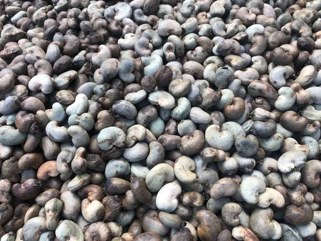 Cashew nut
