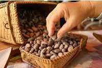Cocoa