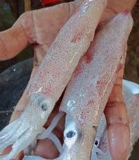 Fresh Frozen Squids