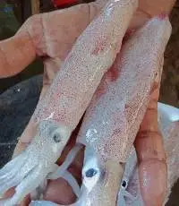 Fresh Frozen Squids
