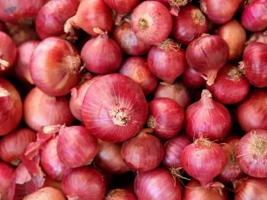 Onion