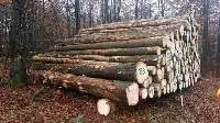 Hard And Soft Wood