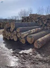 Raw End Timber