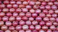 Onion