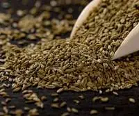 Fennel