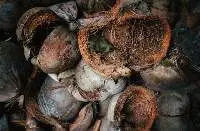 Coconut Shell