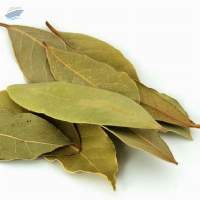 Bay Leaf