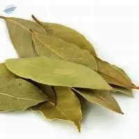 Bay Leaf