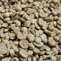 Green Coffee Bean