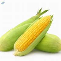Yellow Corn