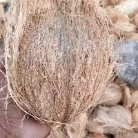 Semi Husked Coconut