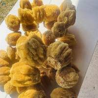 Sponge