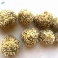 Grass Sponges (5"&6)