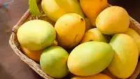 Vietnam OEM Label Soft Dried Mango