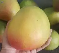 Authentic Mekong River Soft Dried Mango Slices