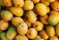 Sweet And Chewy Soft Dried Mango Slices