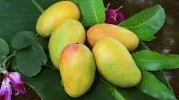 Cheap Price Soft Dried Mango ,Non Preservative