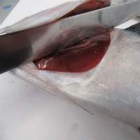 Frozen Atlantic Mackerel