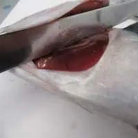 Frozen Atlantic Mackerel