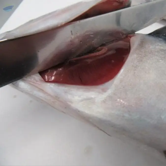Frozen Atlantic Mackerel