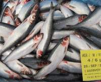 Herring Frozen WR