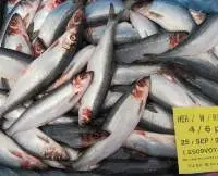 Herring Frozen WR