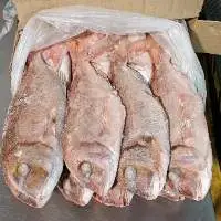 Snapper Fish