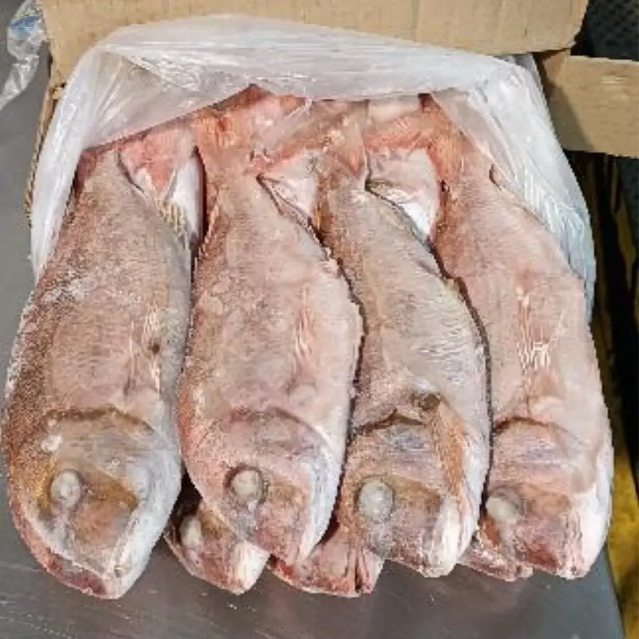 Snapper Fish