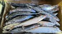 Frozen WR Mackerel