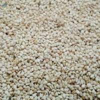 Qadaref White Sesame (Commerical Grade 1)