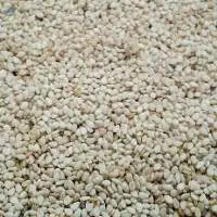 Qadaref White Sesame (Commerical Grade 1)
