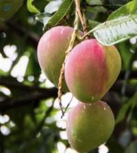 Mango Haden