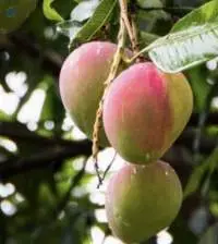 Mango Haden