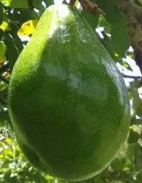 Avocado