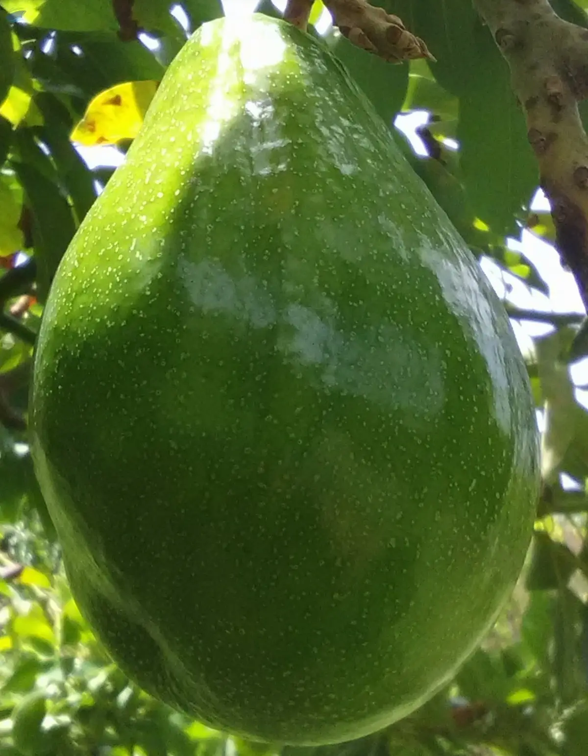 Avocado