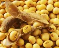 Soybeans